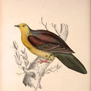 Pigeons Collection: Wedge Tailed Green Pigeon