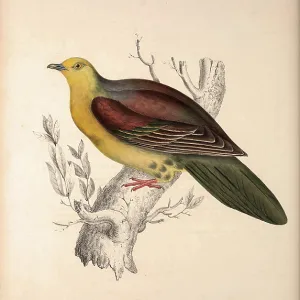 Pigeons Collection: Wedge Tailed Green Pigeon