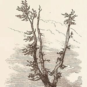 The Wellington Tree on the Field of Waterloo