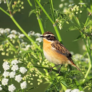 Whinchat in Cow Parsley, Saxicola rubetra, Netherlands