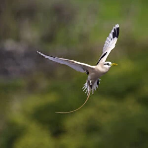 White-tailed Tropicbird (Phaeton lepturus) Faj"uzinha, Flores, Azores Archipelago