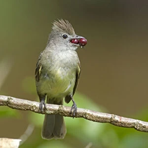 Tyrant Flycatchers Collection: Yellow Bellied Elaenia