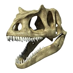 3D rendering of an Allosaurus skull