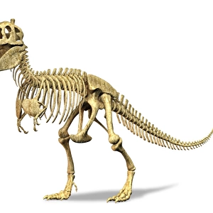 3D rendering of a Tyrannosaurus Rex dinosaur skeleton