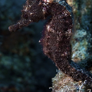 A 6 inch black seahorse