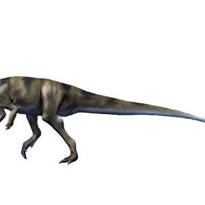 Albertadromeus syntarsus, Late Cretaceous of Canada