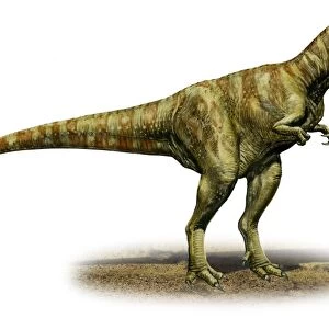 Alioramus remotus, a prehistoric era dinosaur