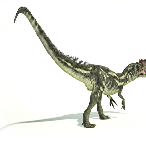 Allosaurus dinosaur on white background