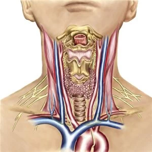 Anatomy of human neck