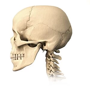 Anatomy of human skull, side view