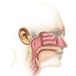 Anatomy of inner ear and sinuses