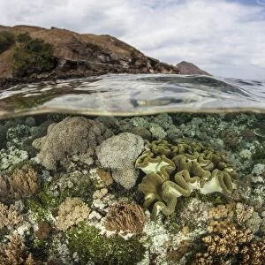 A beautiful reef grows in Komodo National Park, Indonesia