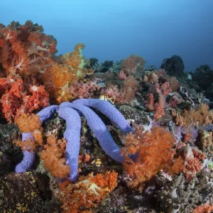 : Ocean Life