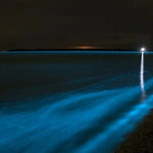 Bioluminescence in waves in the Gippsland Lakes, Victoria, Australia