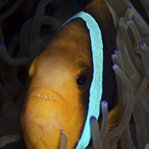 Bluestripe Clownfish in its host anemone, Papua New Guinea