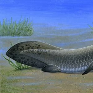 Ceratodus, an ancient lungfish that lived during the Triassic period