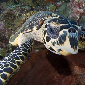Close-up head on view of a hawksbill sea turtle