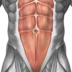 Close-up view of male abdominal muscles