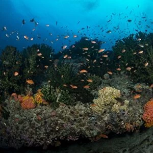 Colorful reef scene of orange anthias swimming amongst hard corals