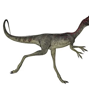 Compsognathus dinosaur running