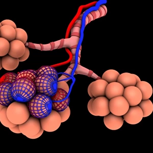 Conceptual image of alveoli