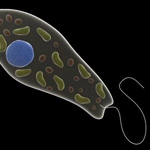 Conceptual image of Euglena