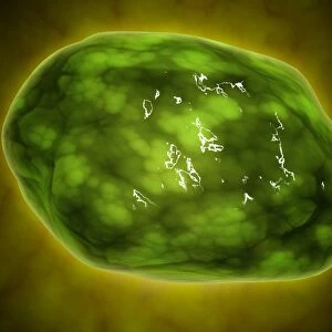 Conceptual image of lysosome