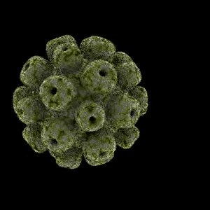 Conceptual image of polyomavirus