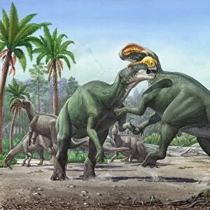 Conflict between two male Altirhinus kurzanovi dinosaurs