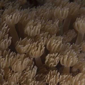 Coral polyps feeding, Beqa Lagoon, Fiji