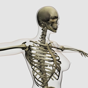 Three dimensional view of female rib cage and skeletal system