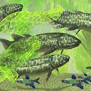 Dipterus is an extinct freshwater lungfish from the Devonian Period