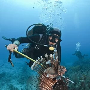 Diver spears an invasive Indo-Pacific Lionfish in the Caribbean Sea