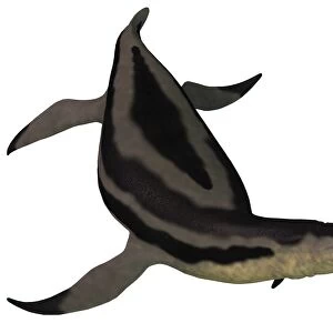 Dolichorhynchops, an extinct genus of short-neck Plesiosaur