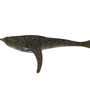 Doryaspis jawless fish from the Devonian Period