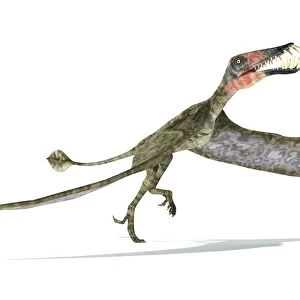 Dorygnathus flying dinosaur