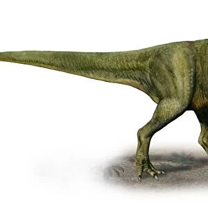 Duriavenator hesperis, a prehistoric era dinosaur