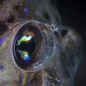 Detail of the face and eye of a goby fish