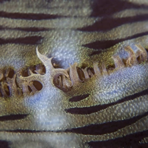 Detail of a giant clam growing on a reef in Indonesia