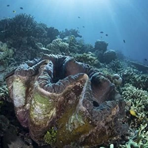 A giant clam grows on a reef in Raja Ampat