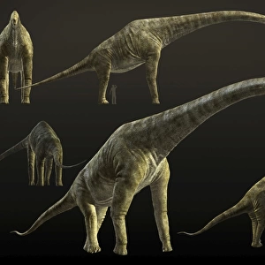 Giraffatitan brancai, a sauropod dinosaur from the Late Jurassic period