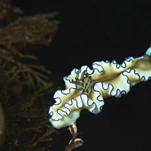 Glossodoris atromarginata nudibranch, Bali, Indonesia