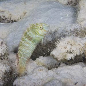 A green razorfish hovers over its hole, Bonaire, Caribbean Netherlands