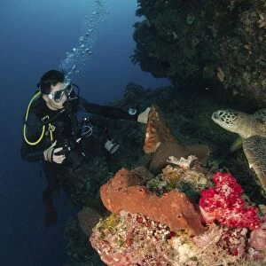 Green sea turtle and underwater photographer, North Sulawesi
