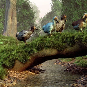 A group of Dodo birds crossing a natural bridge over a stream
