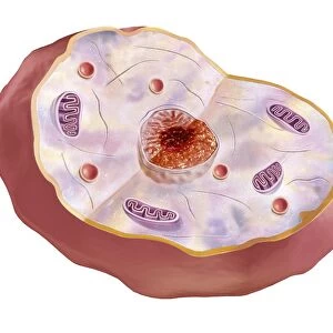 Human cell anatomy