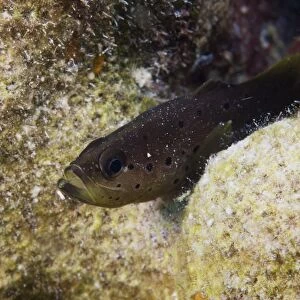 Jvenille Spotted Soapfsh, Bonaire, Caribbean Netherlands
