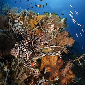 Lionfish, Indonesia