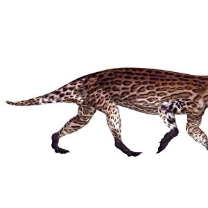 Lycaenops from the Permian period
