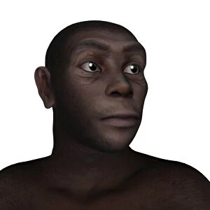 Male homo erectus portrait